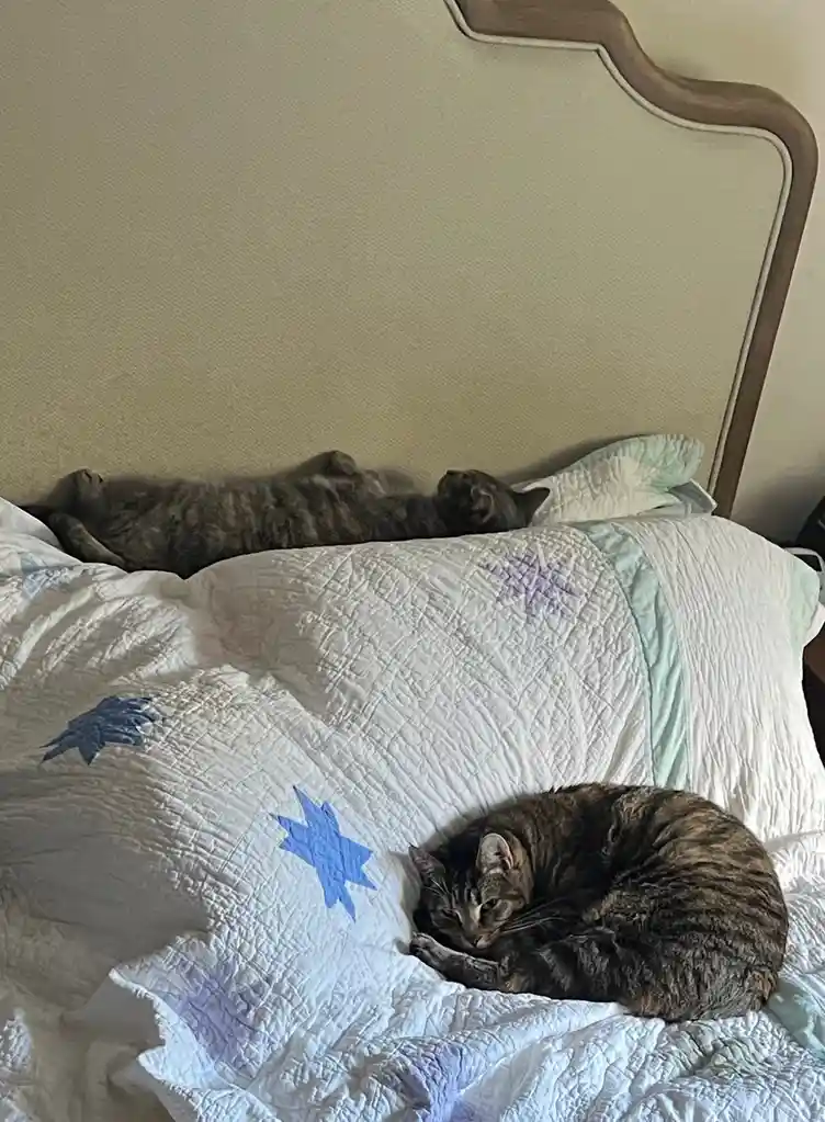 Daily Dose of Feline Joy: A Cat Picture to Brighten Your Day