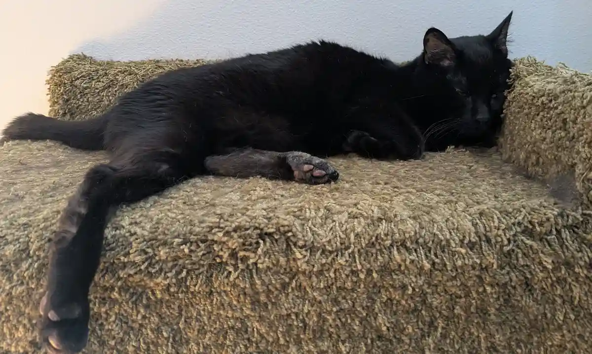 A black cat is lying on its side on a shaggy, beige couch, appearing very relaxed with its eyes half-closed. Its head rests…