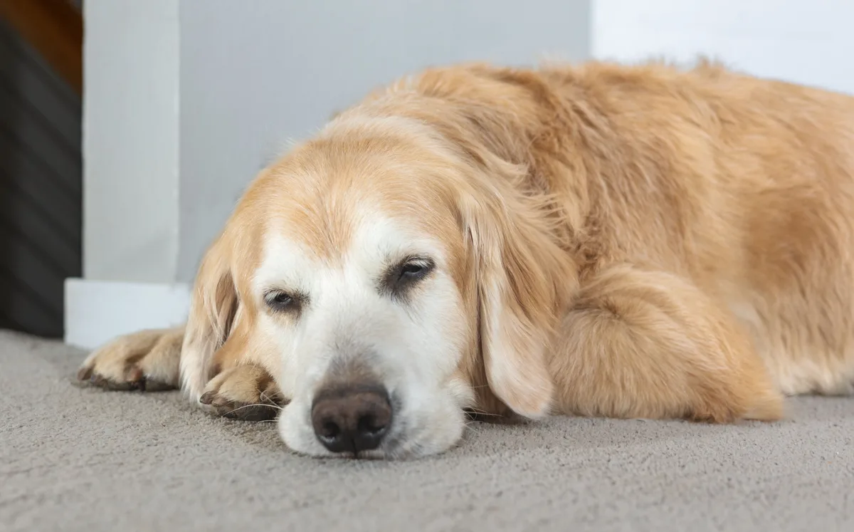 A golden retriever with golden fur and a white muzzle lies on a beige carpet, its head resting on its paws with half-closed…