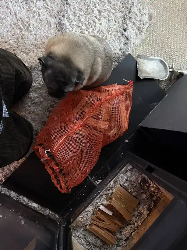 A fawn-colored pug is sitting on a fluffy rug next to an open black fireplace, sniffing an orange mesh bag filled with…