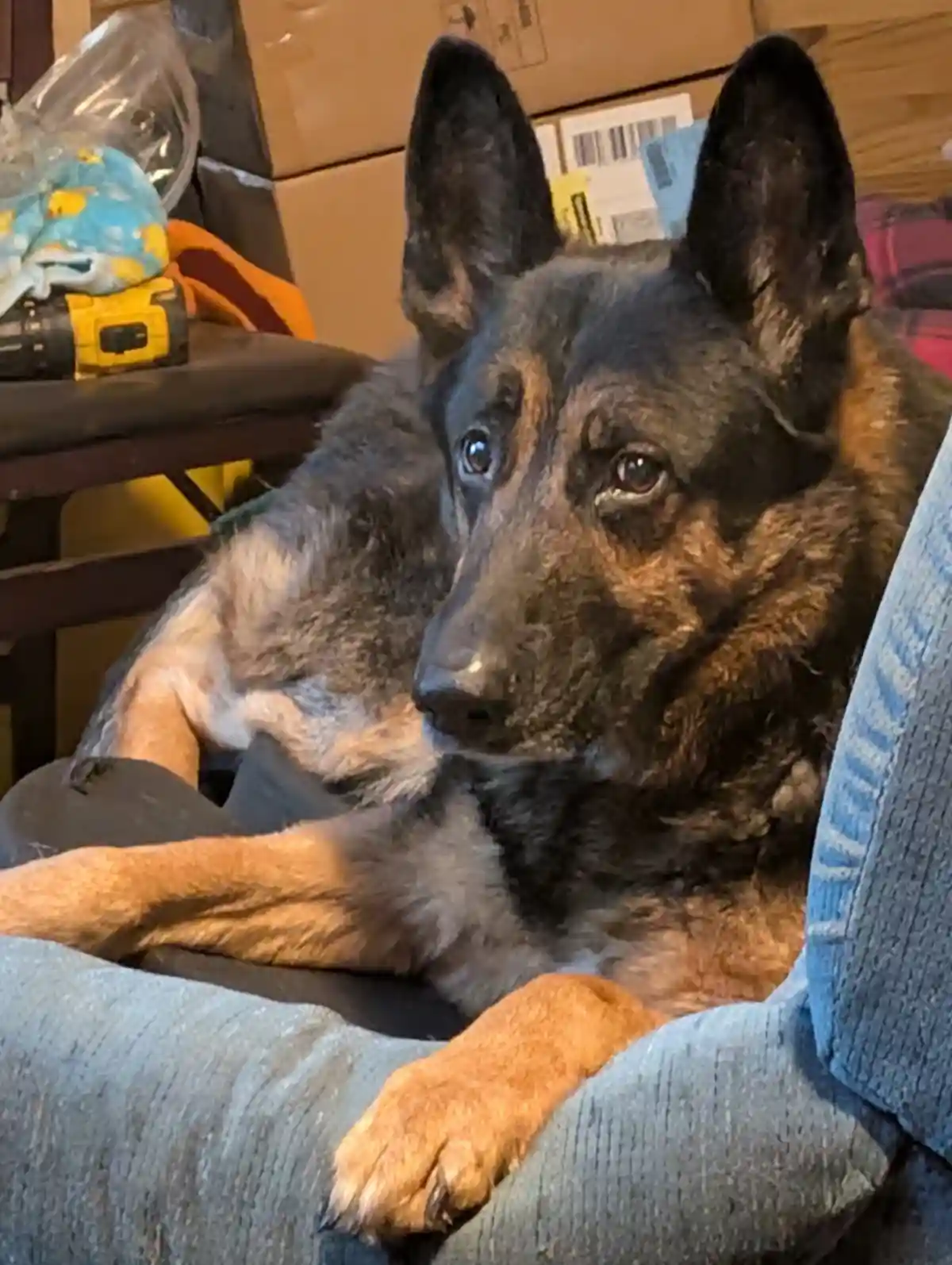 A German Shepherd dog with black and tan fur is resting its head and front paws on a person's lap, looking directly at the…