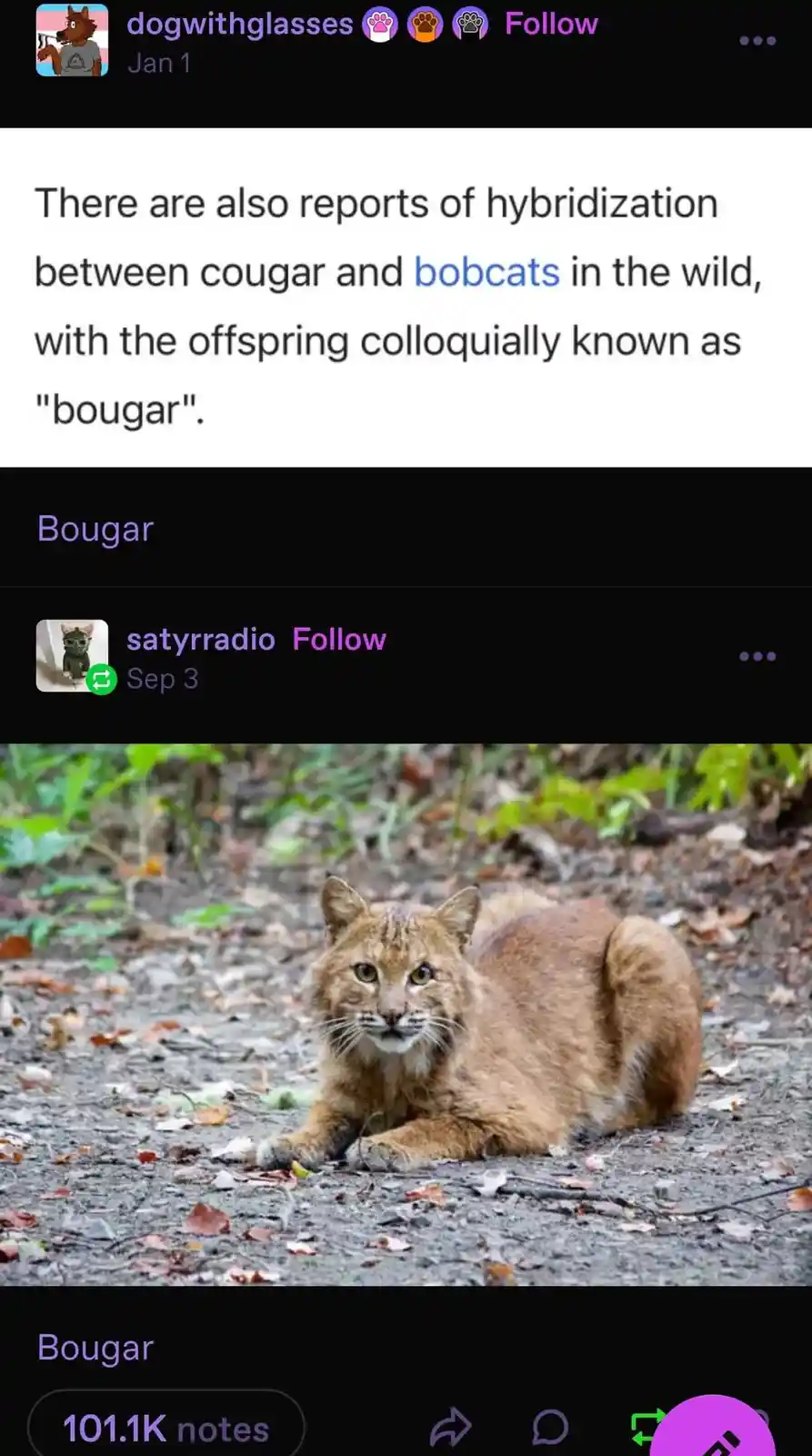 Bougar: A Meme Worth Sharing