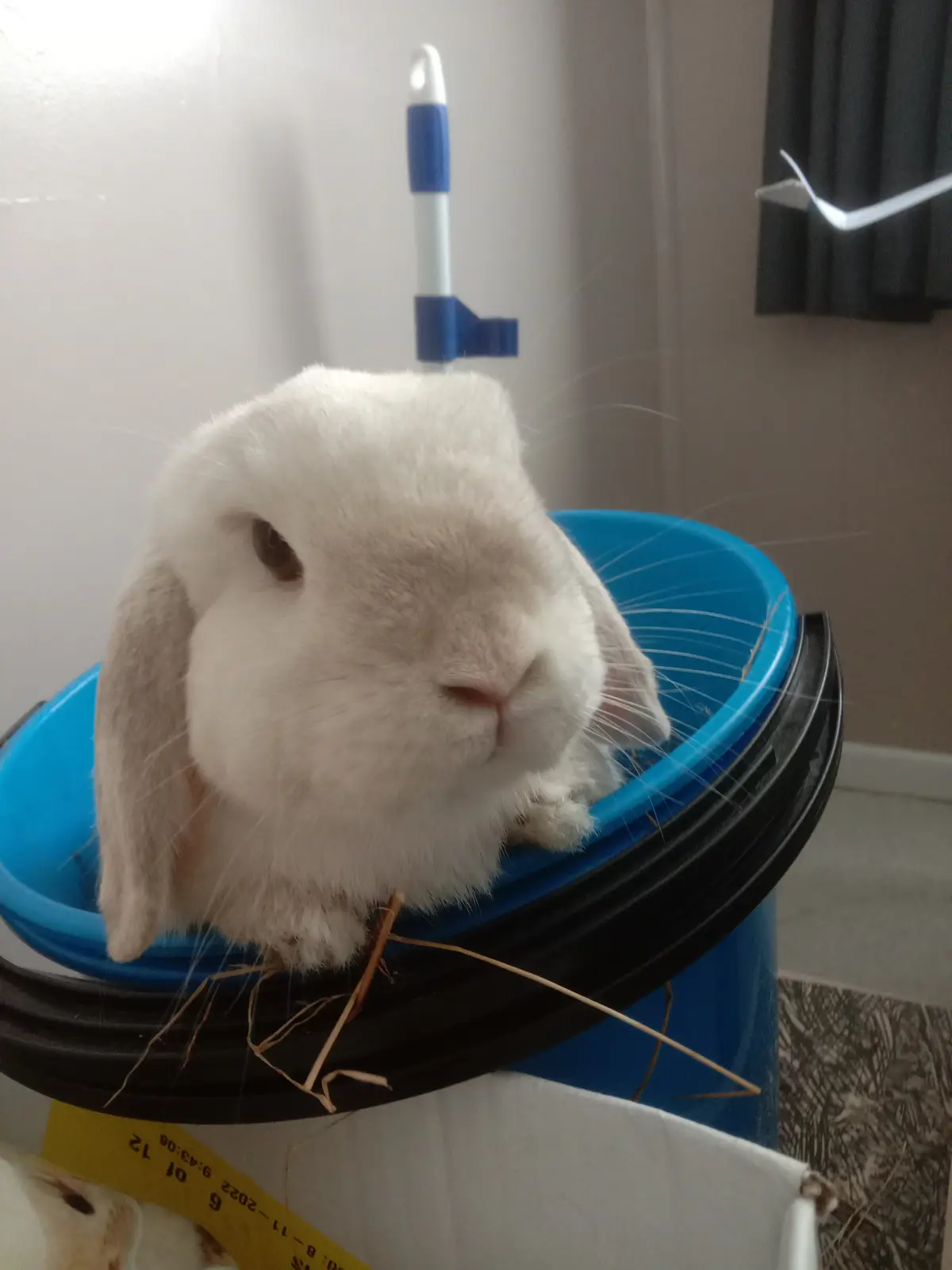A white lop-eared rabbit with long whiskers sits calmly on the rim of a blue plastic bucket, looking directly at the camera…