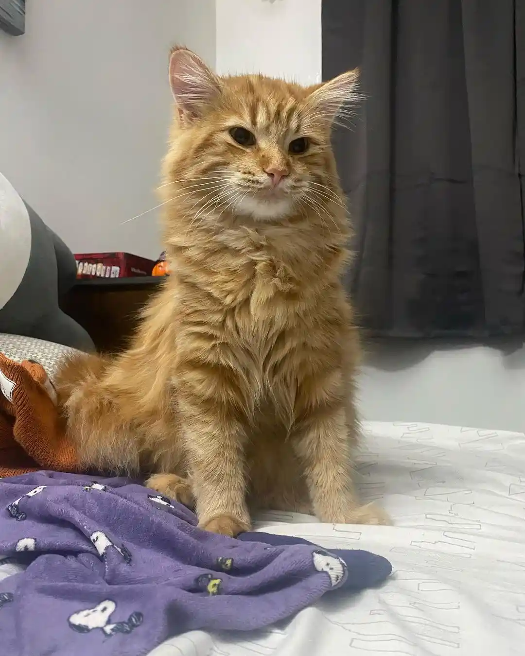 A fluffy orange tabby cat sits upright on a bed with a purple Snoopy blanket, looking directly at the camera with a bored…