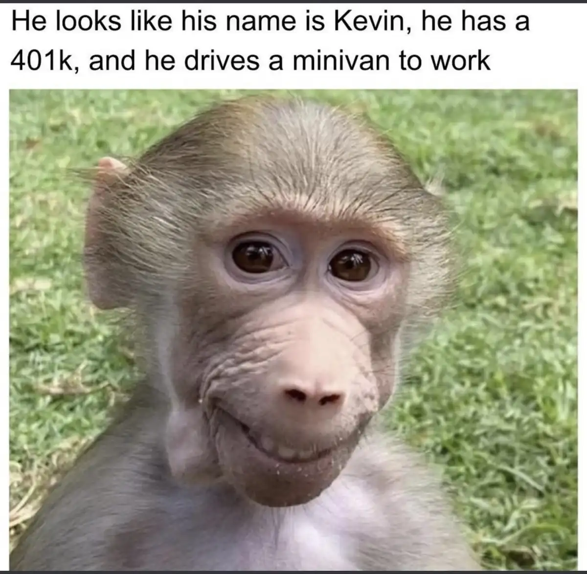 A close-up photo of a young baboon with a slightly smug or self-satisfied expression, sitting on green grass. The overlaid…