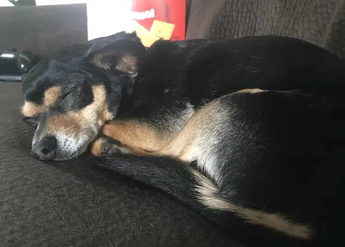 A black and tan dog is curled up and sleeping soundly on a dark gray couch. Its eyes are closed, and it appears very…