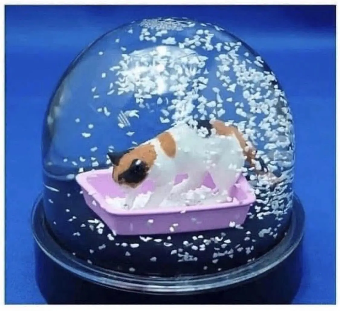 A small calico cat figurine is shown inside a clear snow globe, standing in a pink litter box filled with white snow-like…