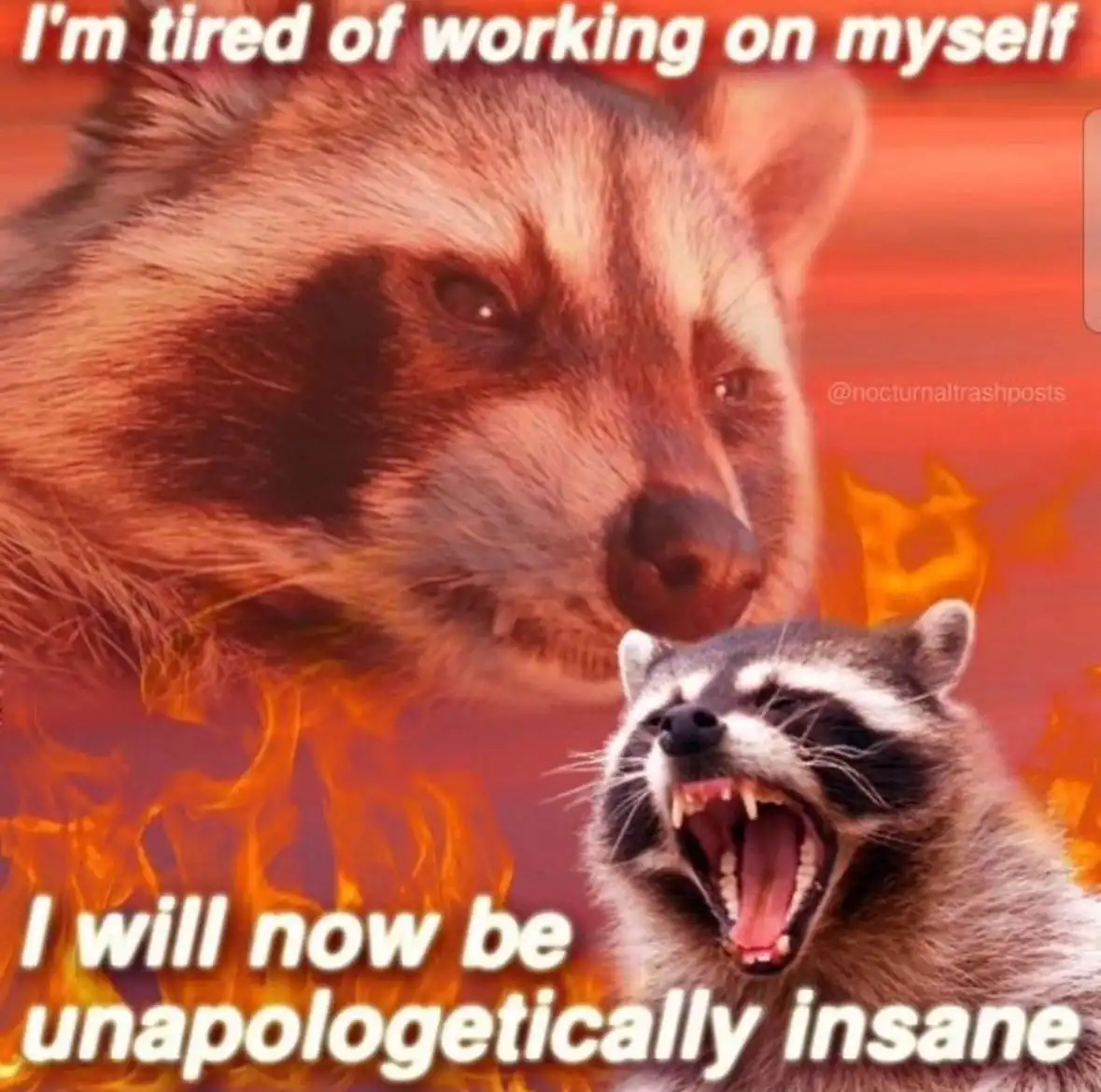 The image features two raccoons against a fiery orange-red background. The larger raccoon in the background has a weary…