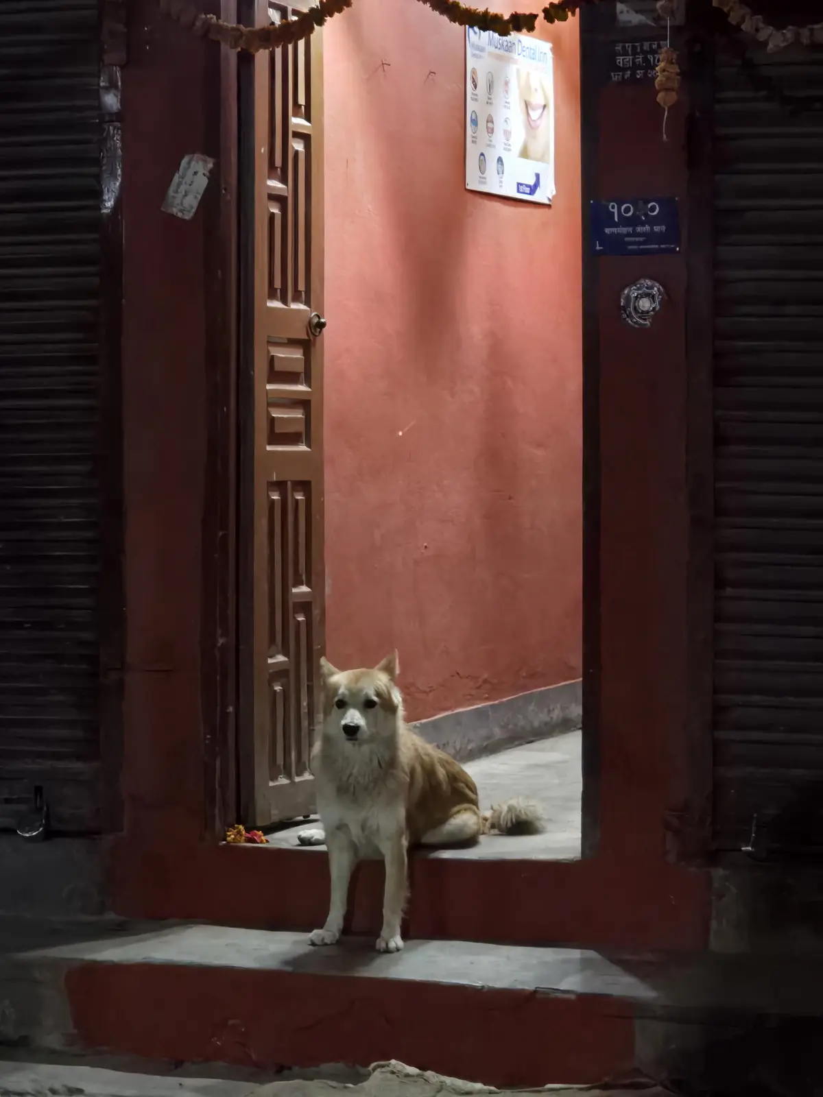 A tan and white dog sits calmly on the threshold of a doorway with red-painted walls and dark metal shutters. Above the dog…