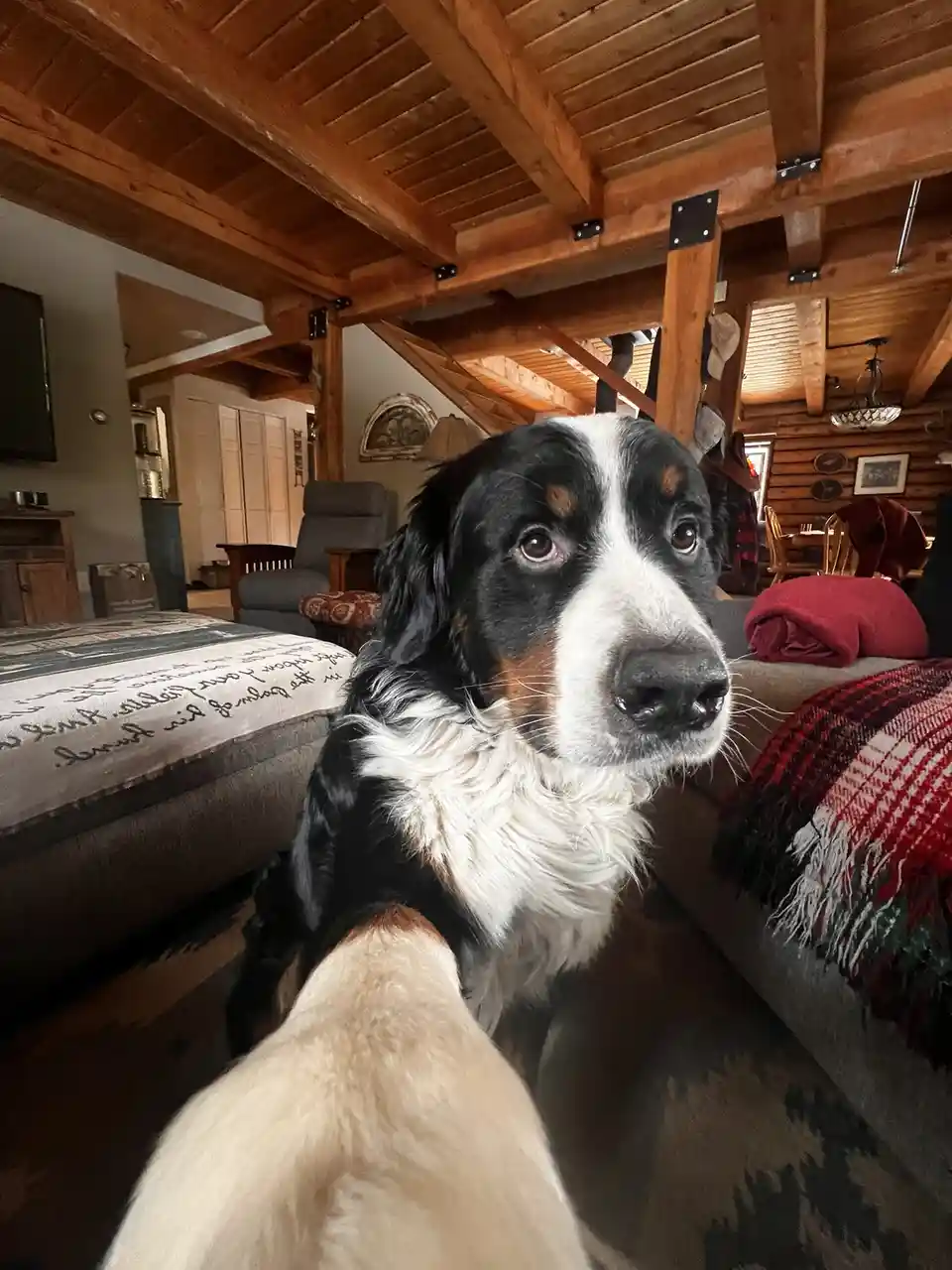 A black, white, and tan dog with a fluffy white chest sits in a cozy, wood-beamed living room, looking directly at the…