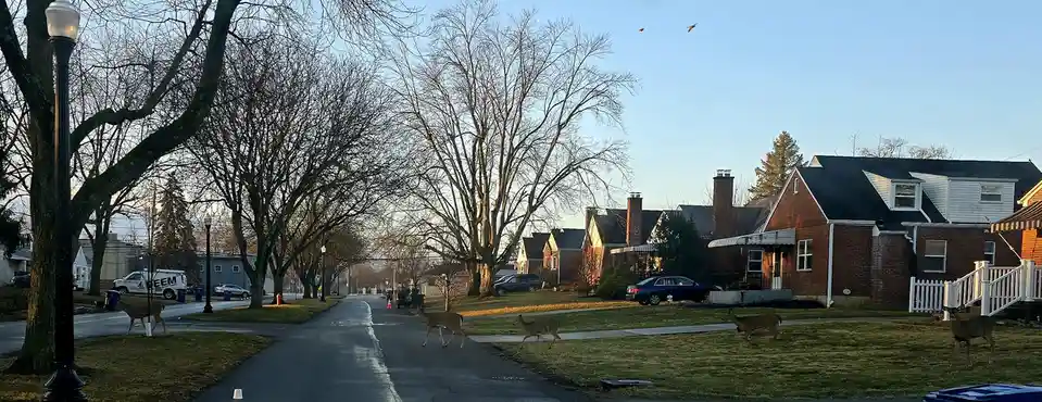 A wide suburban street lined with bare trees and brick houses under a clear blue sky, with multiple deer casually walking…