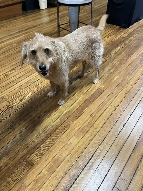 Adorable Puppers: Just Some Lovely Dogs I've Encountered Recently