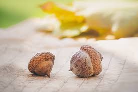 two acorns sit side by side on a textured wooden surface, with blurred yellow and green autumn leaves in the background. The…