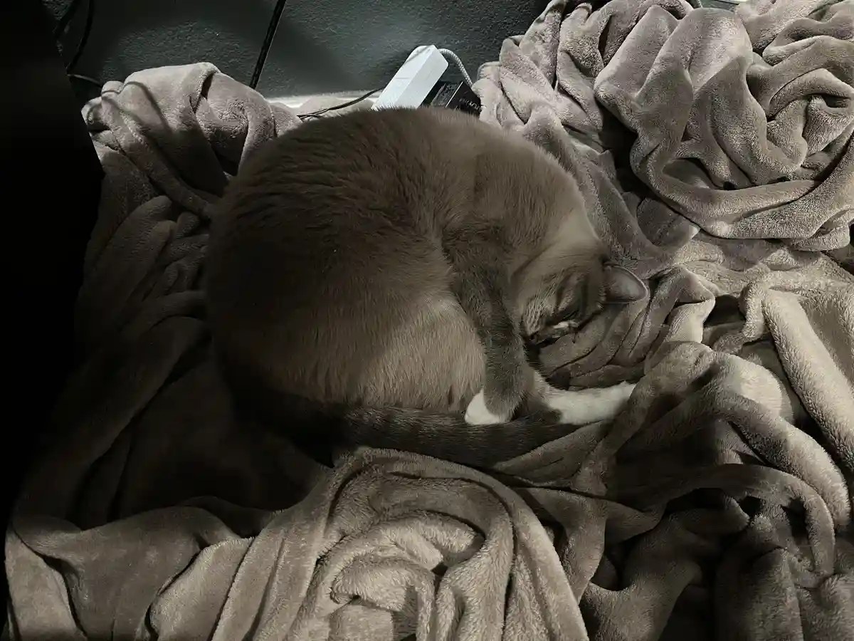 A gray cat is curled up and sleeping on a gray, fluffy blanket, with its tail wrapped around its body. In the background, a…