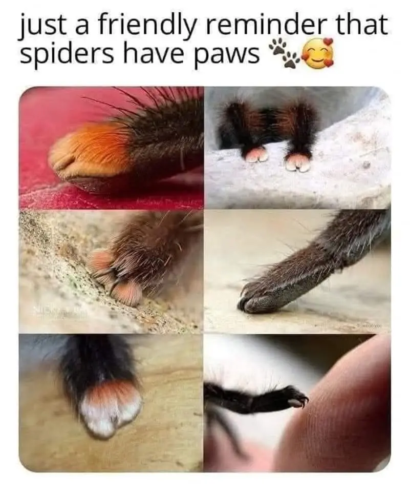 Did you know? Spiders actually have paws!