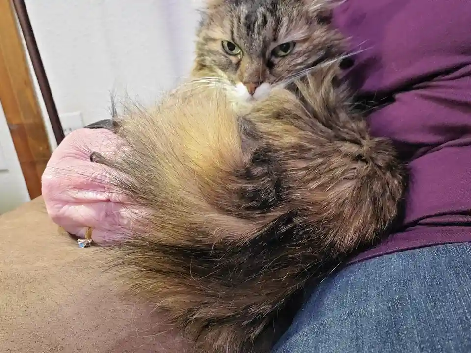 A fluffy, long-haired tabby cat is curled up and resting its head on a person's lap, partially covering their hand. The…