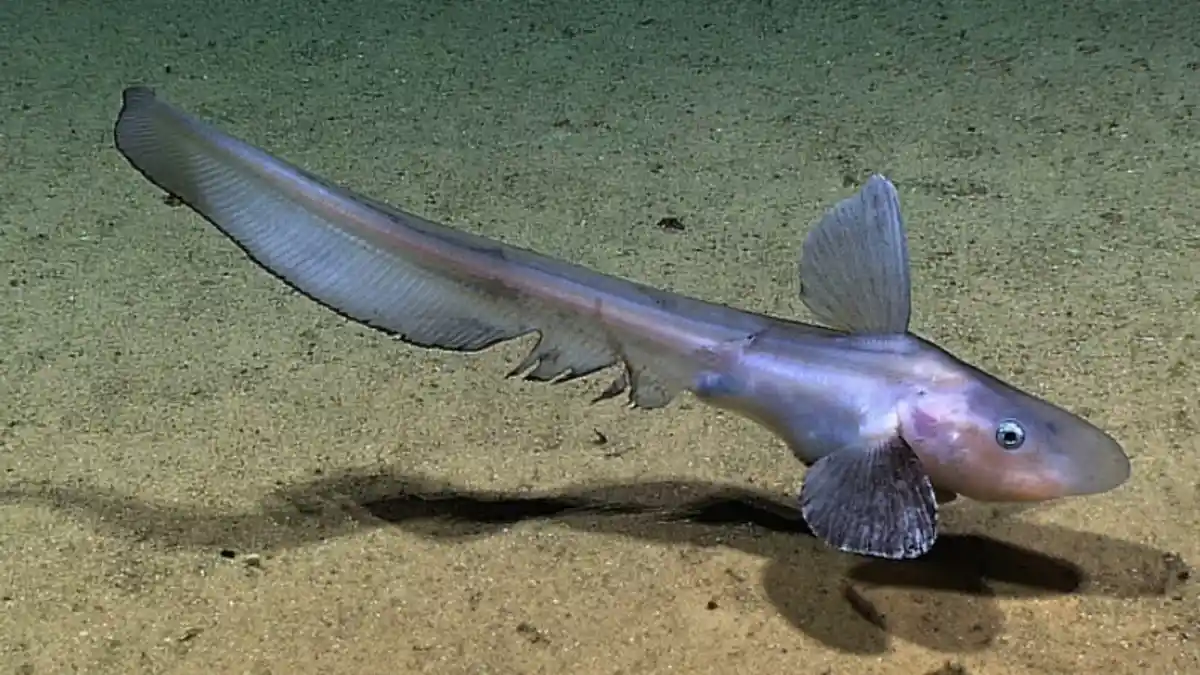 A pale, elongated fish with a long, wing-like dorsal fin and large pectoral fins rests on a sandy ocean floor. The fish has…
