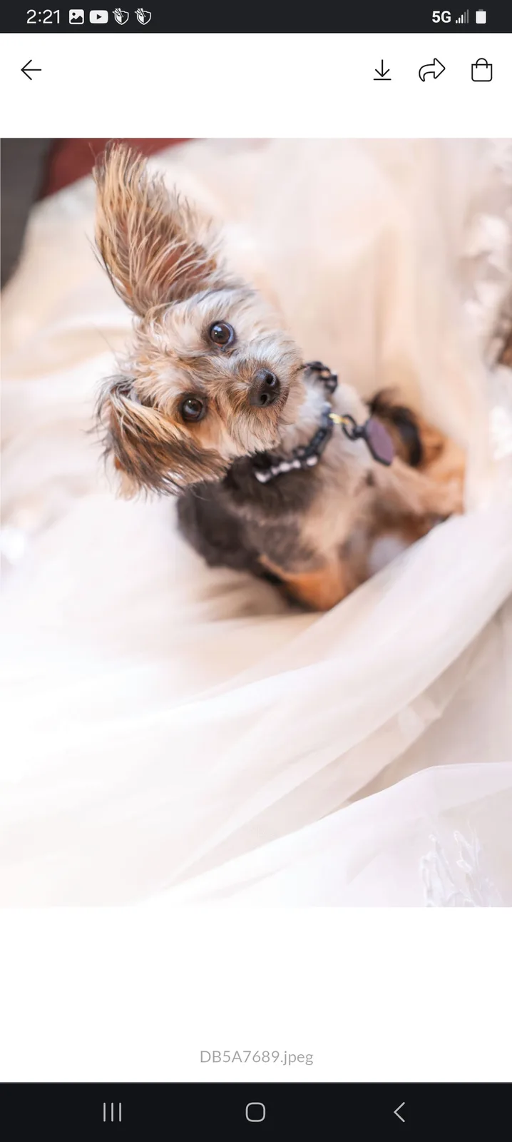 A small Yorkshire Terrier dog with one ear dramatically standing upright and the other flopped down, looking directly at the…