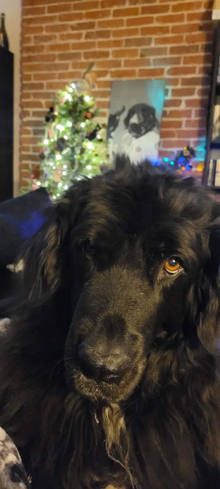 A close-up photo of a black, long-haired dog with one amber eye looking directly at the camera, set against a blurred…
