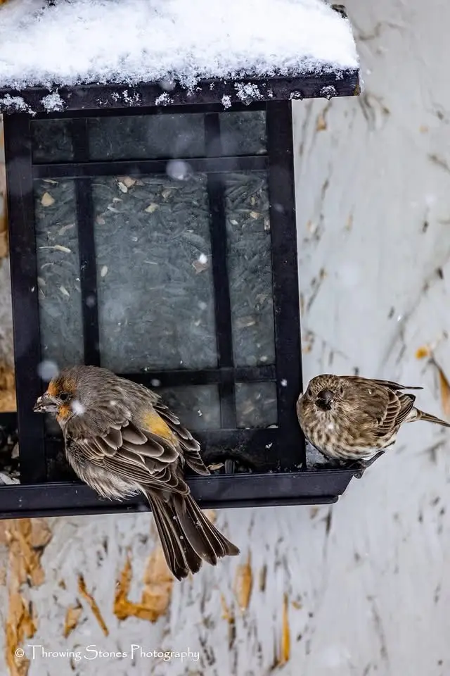 Two small birds perch on the edge of a snow-dusted black bird feeder during a snowfall. The bird on the left faces left…