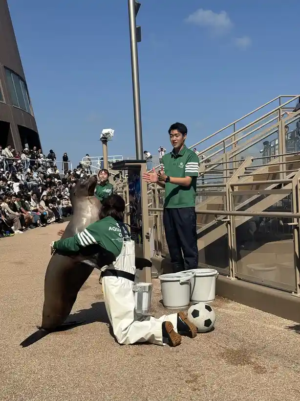 A seal is performing a trick at an aquarium show, standing upright on its hind flippers while a trainer kneels beside it…