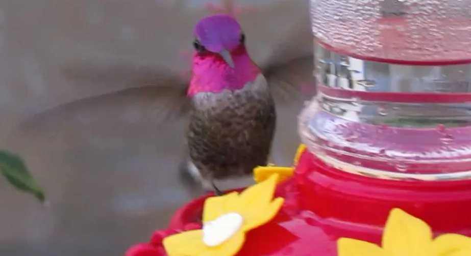 A close-up photo shows a small hummingbird with iridescent purple and pink head feathers and a speckled brown body hovering…