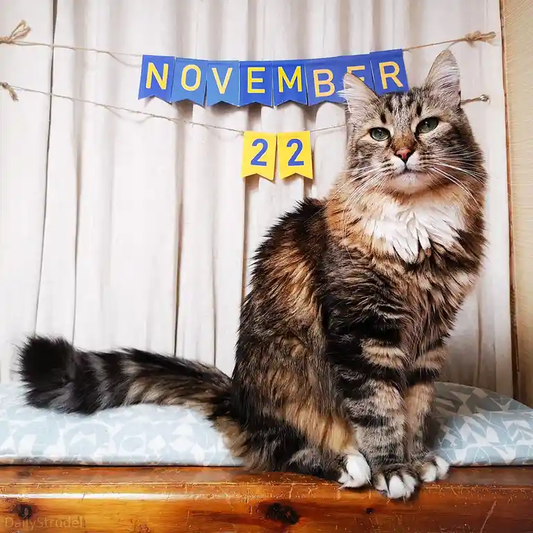 Mark Your Calendars: November 22 is Coming!
