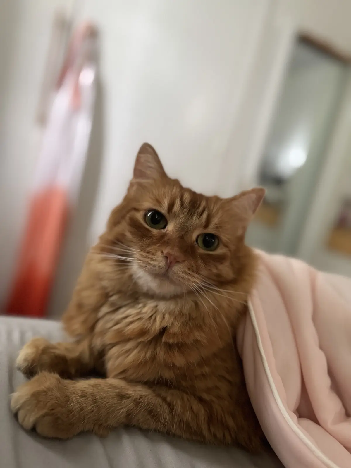 A fluffy orange tabby cat with green eyes sits on a bed, half-covered by a pink blanket, looking directly at the camera with…