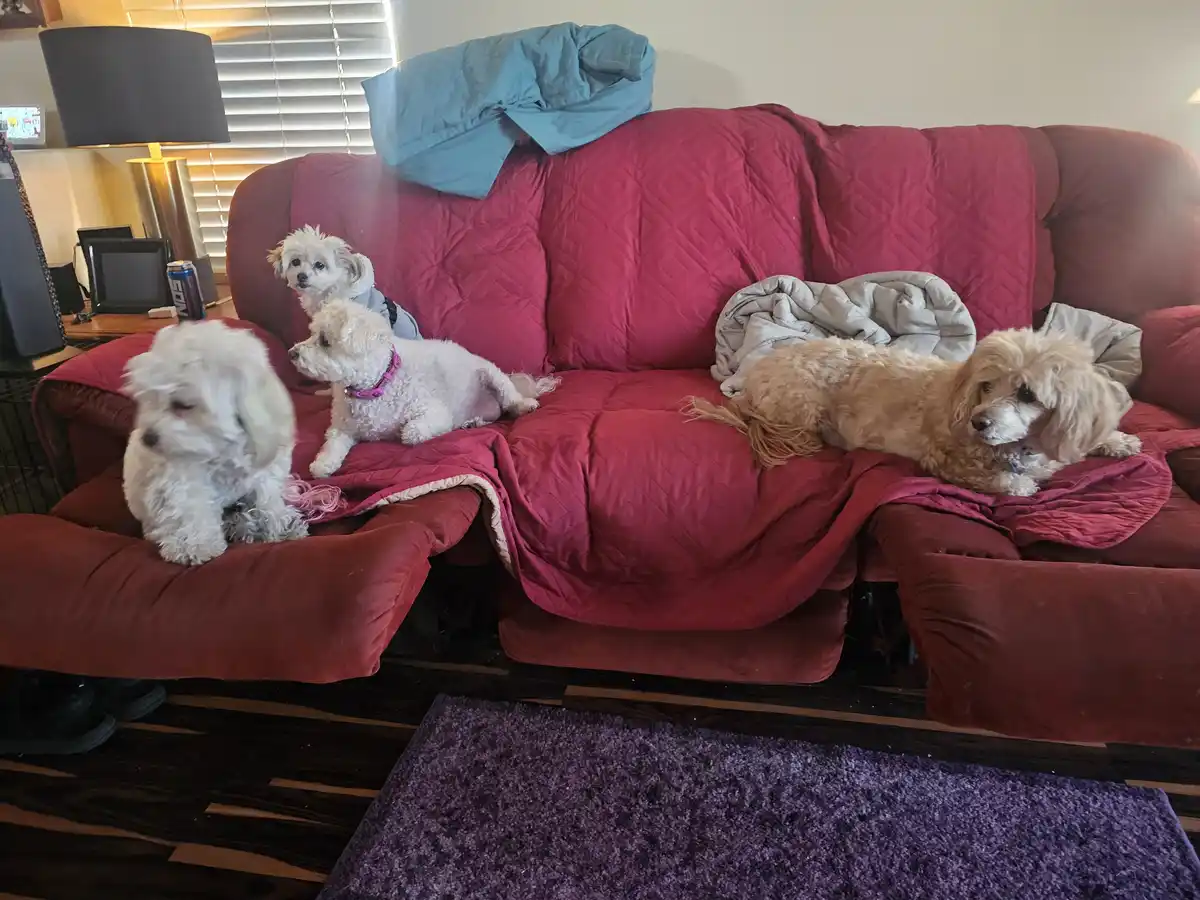 Four fluffy dogs are lounging on a red couch in a living room, with one dog looking sleepy and the others appearing relaxed…