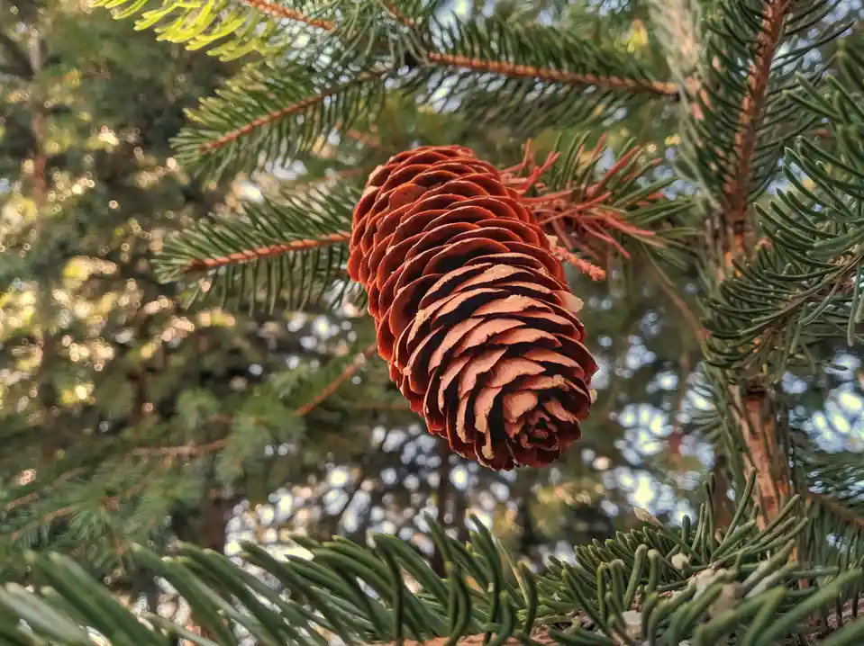 A close-up photograph shows a brown pinecone hanging from a branch of a coniferous tree with green needles; the background…