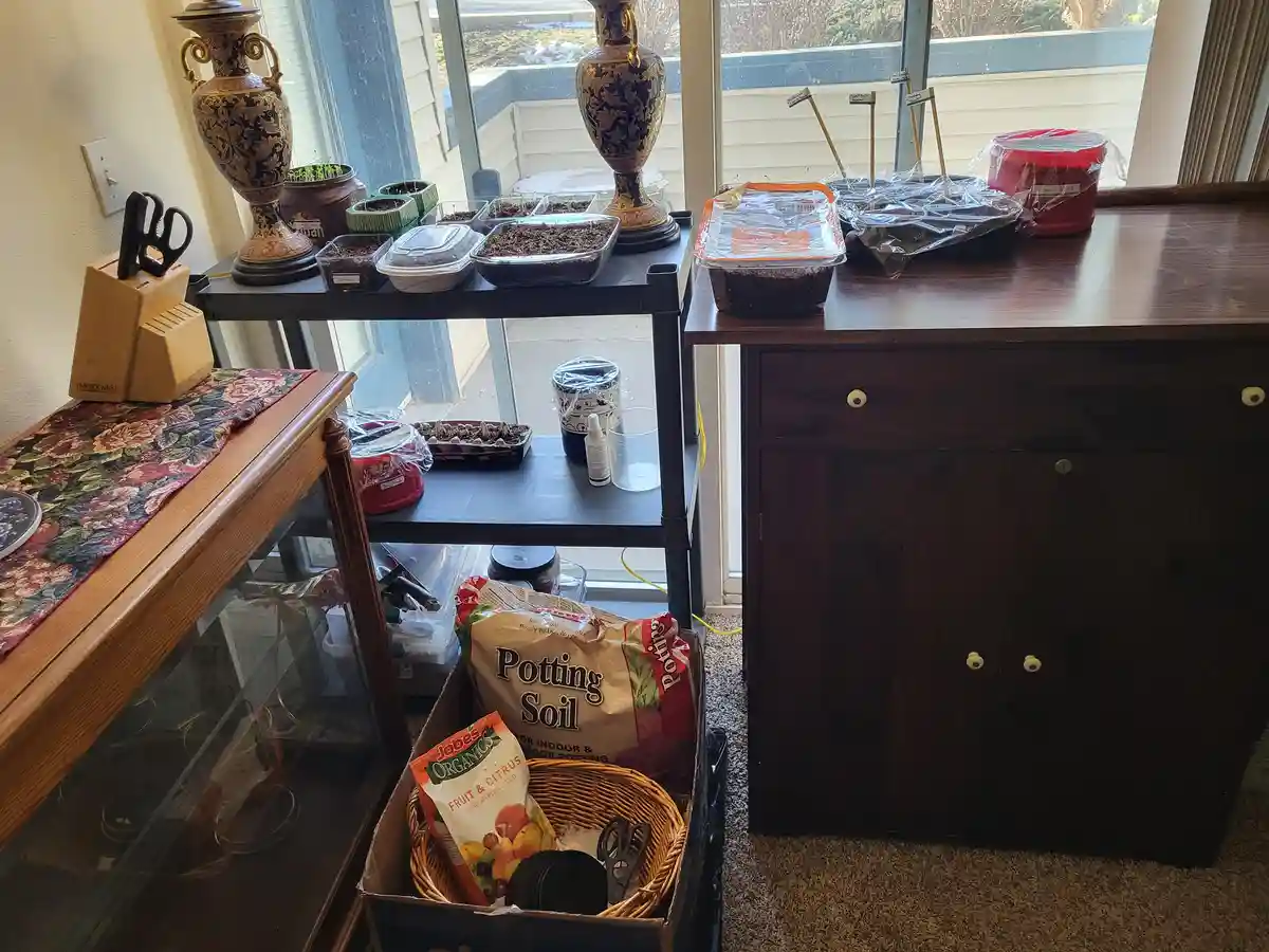 A cluttered indoor gardening setup with multiple trays of sprouting seedlings on shelves and tables, surrounded by pots…