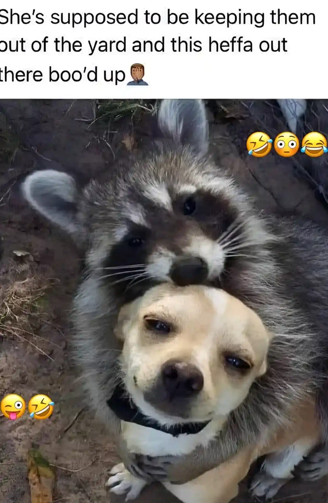 A raccoon is seen hugging a light-colored dog from behind, with its head resting on the dog's head. The dog looks up at the…