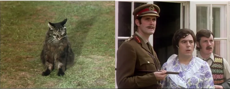 The image is split into two panels. Left: a fluffy, long-haired cat with a grumpy expression sits on green grass. Right…