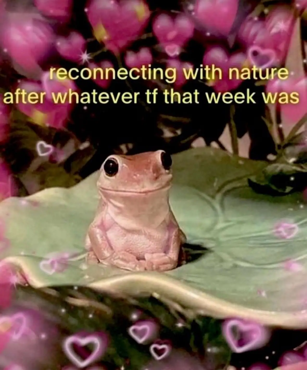 A small pink frog sits calmly on a green lily pad, surrounded by a dreamy background of pink hearts and sparkles. The…
