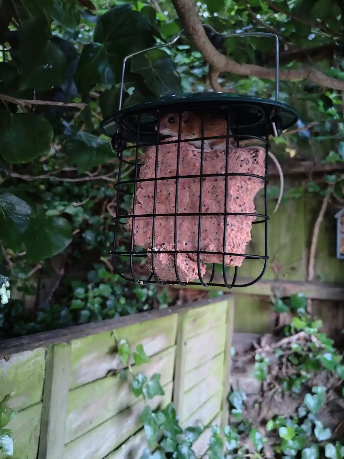 A small brown mouse is visible inside a black wire bird feeder filled with pinkish seed cake, hanging from a tree branch…