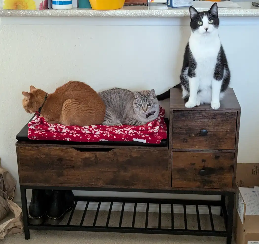 Three cats are on a wooden console table: an orange cat and a gray tabby lie curled up on a red blanket, while a…