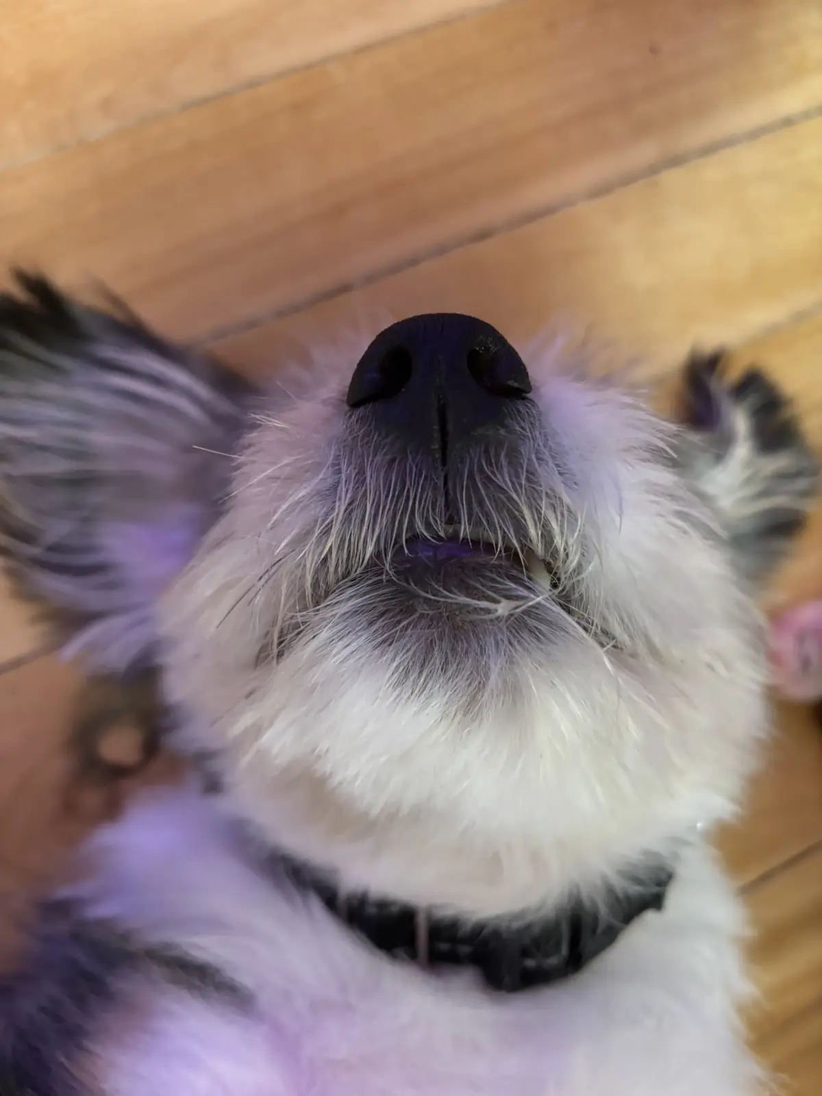 A close-up photo of a fluffy white and gray dog lying on its back on a wooden floor, looking up with its mouth slightly open…