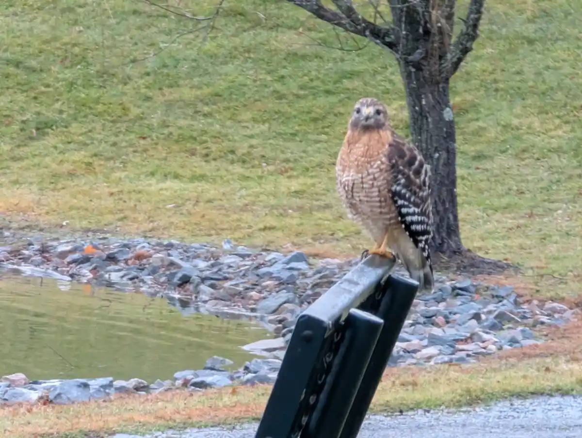A hawk with brown and white speckled feathers perches on a black metal railing near a pond, looking directly at the camera…