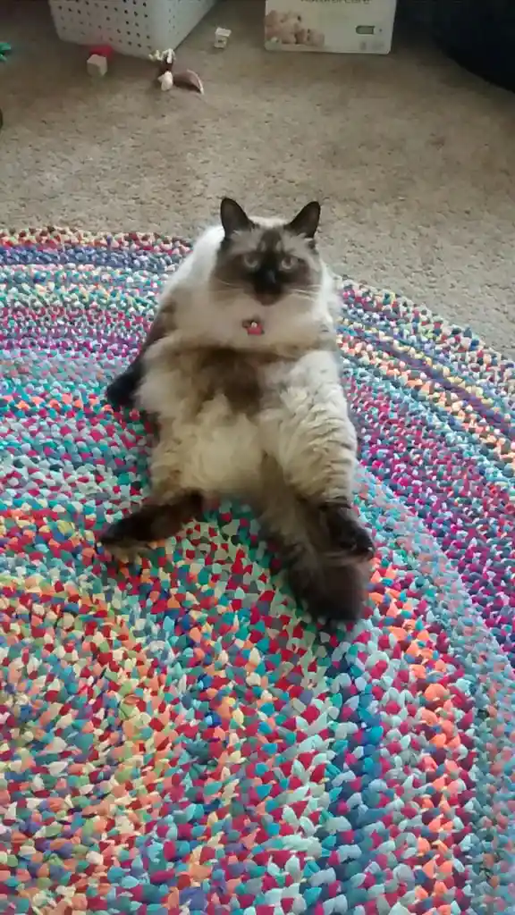 a fluffy, long-haired cat with dark points on its face and paws is lying on its back on a colorful, multicolored woven rug…