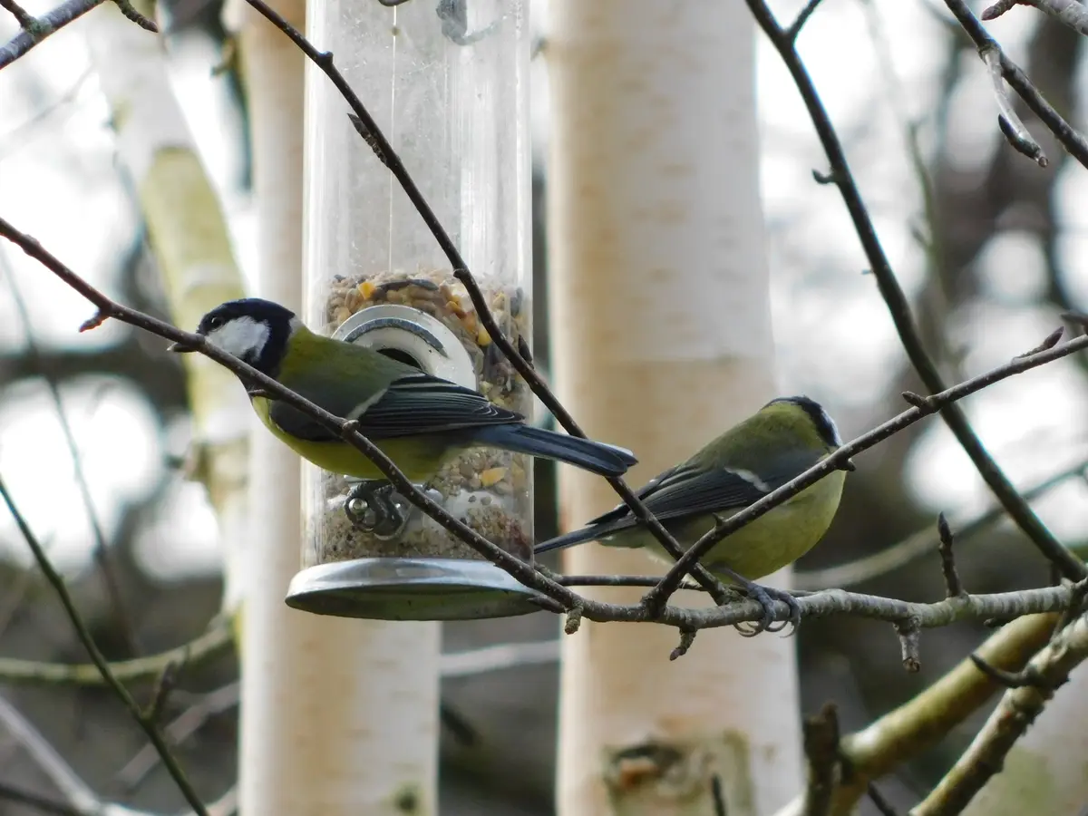 Two small birds, likely great tits, perch on branches near a transparent tube bird feeder filled with seeds. One bird is…