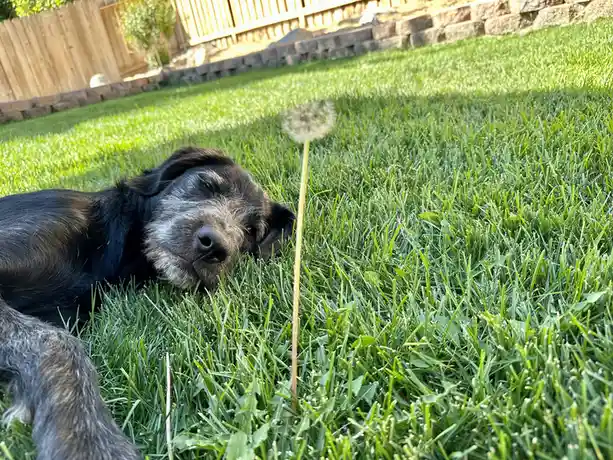 A black and gray dog with a scruffy face lies peacefully on green grass, looking at a dandelion seed head nearby. The dog's…