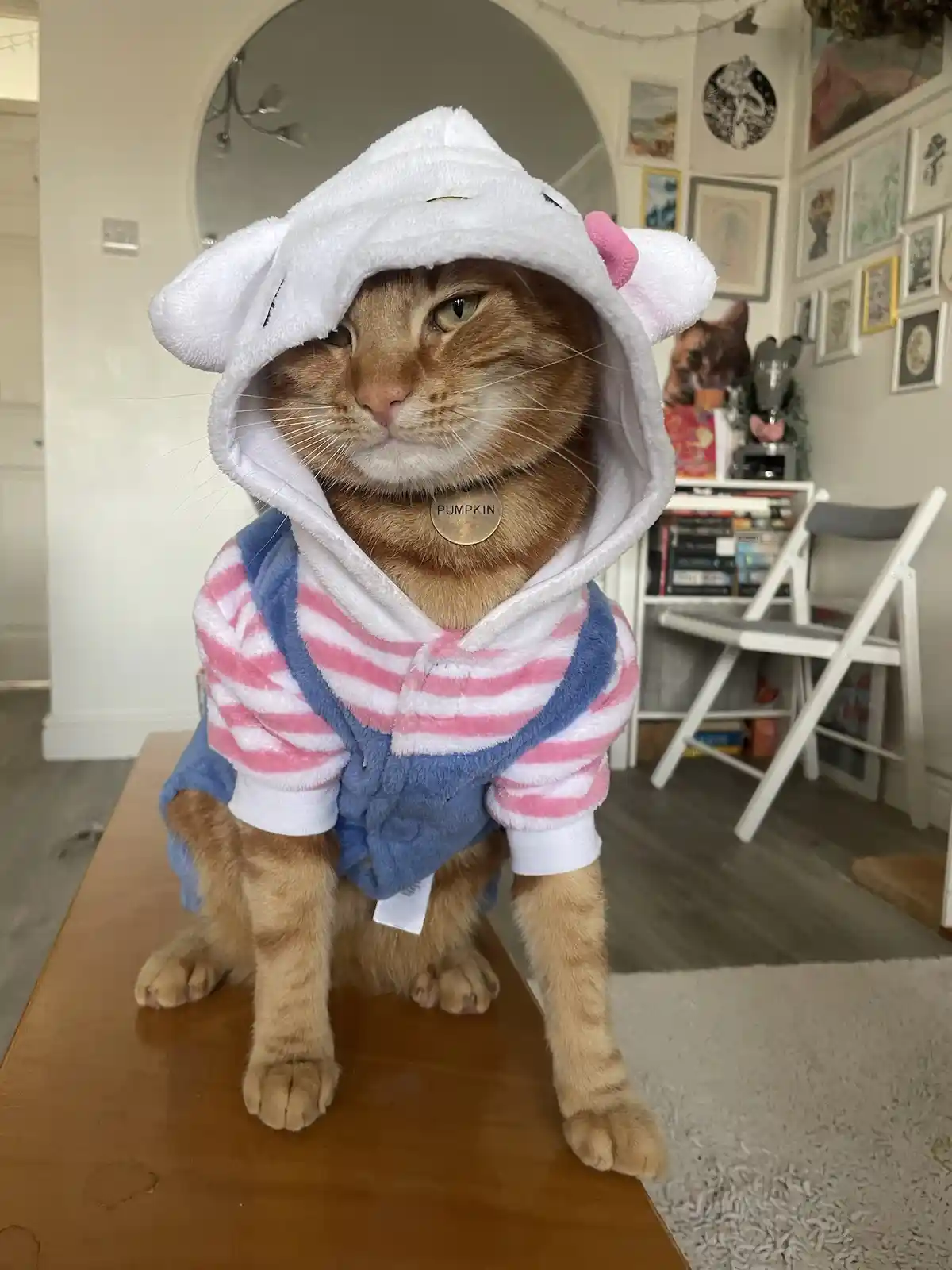Celebrating Caturday with Feline Fun!