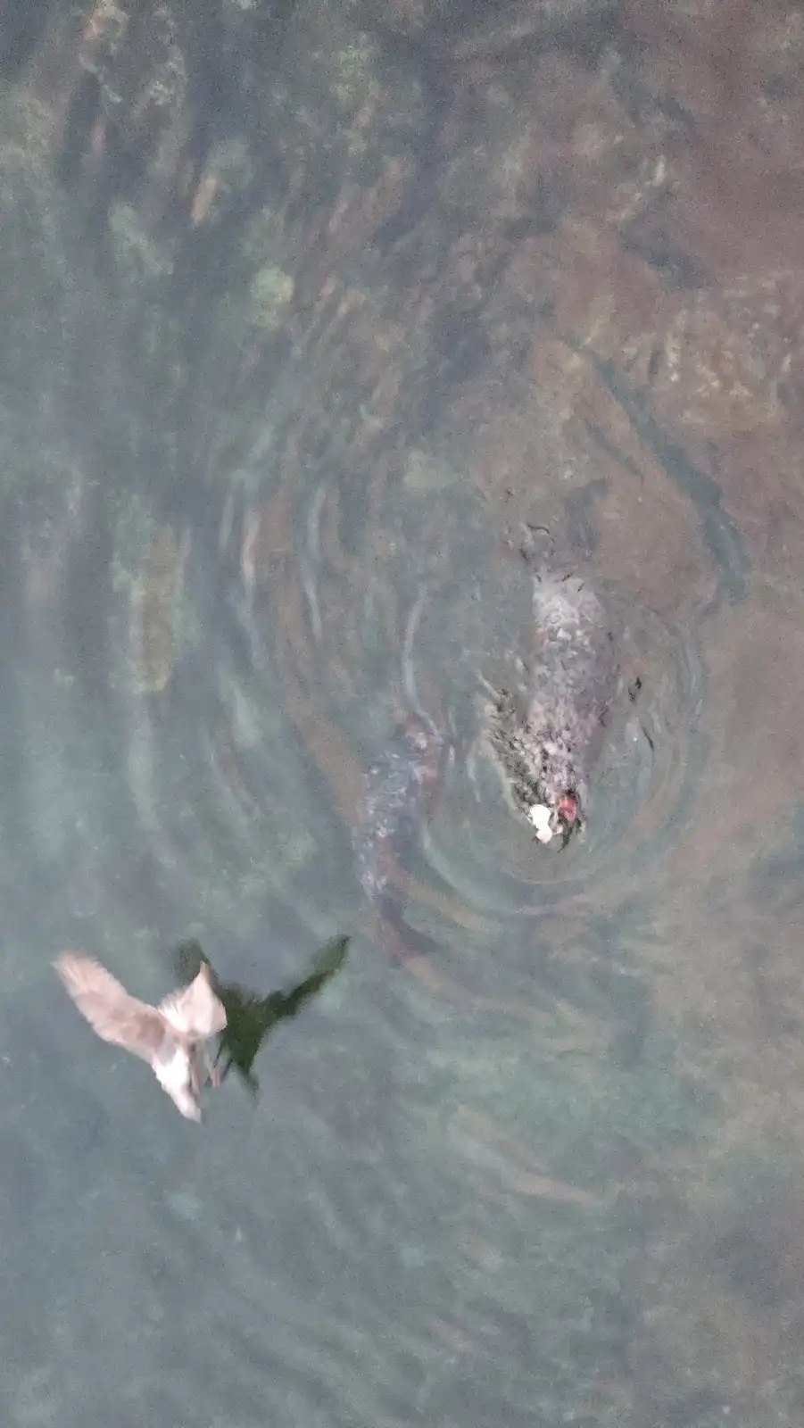 An overhead view shows a crocodile partially submerged in murky water, holding a white object in its mouth, while a white…