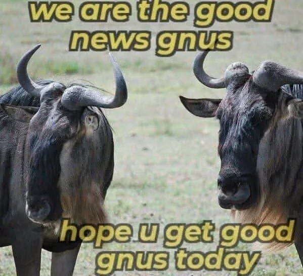 Two wildebeest stand in a grassy field, one facing forward and the other turned slightly. Yellow text at the top reads 'we…