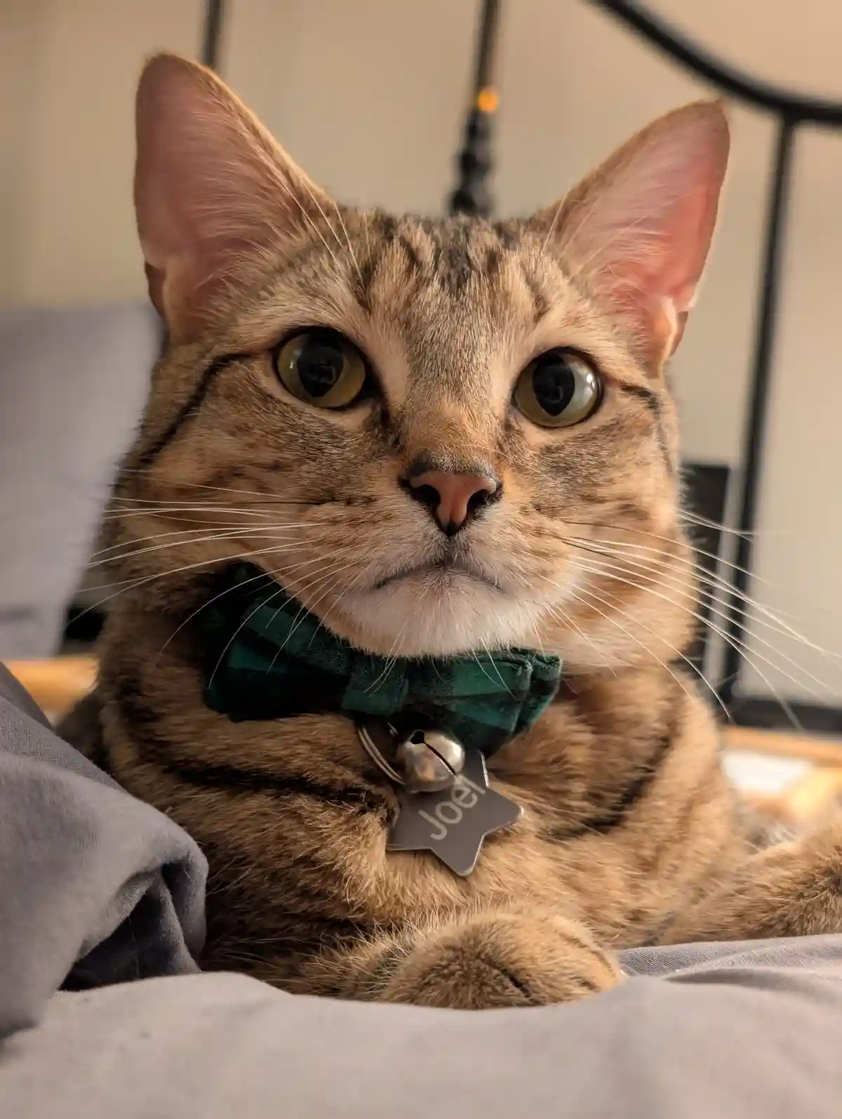 Introducing Jolie Bear: The Cuddly Companion