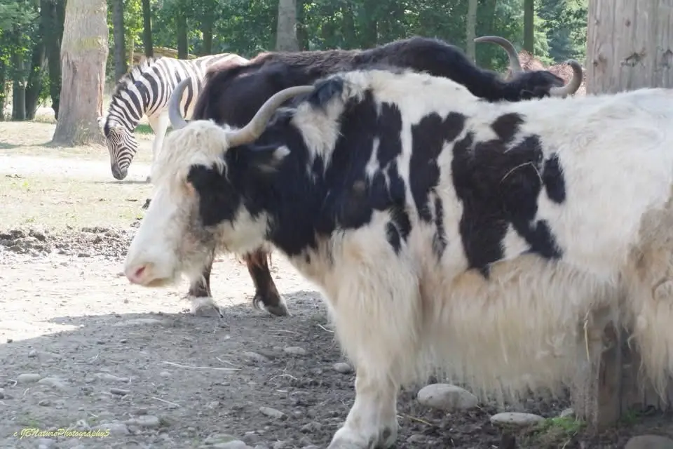 Adorable Animals Galore