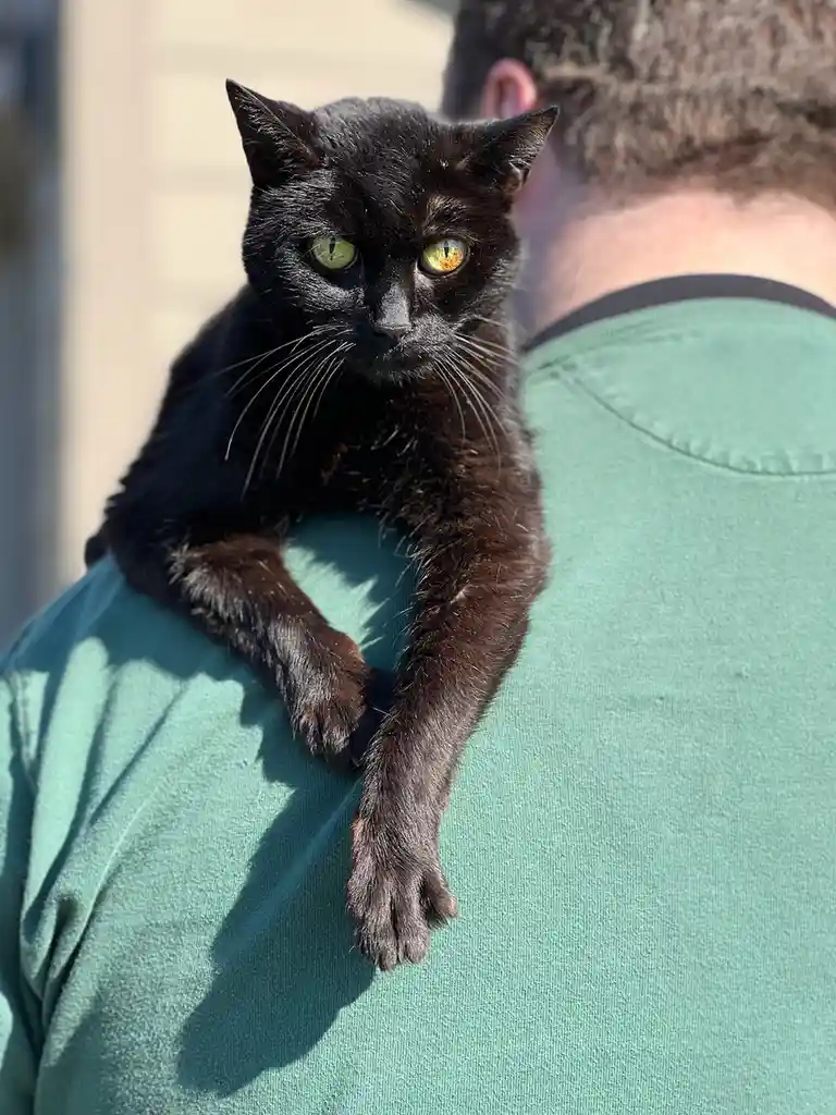 A black cat with striking yellow-green eyes sits perched on the shoulder of a person wearing a green t-shirt, looking…