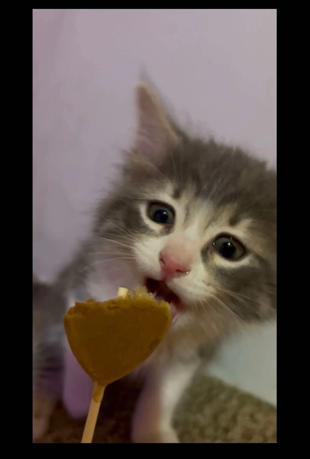 A close-up photo of a fluffy gray and white kitten with wide, startled eyes looking directly at the camera while biting into…
