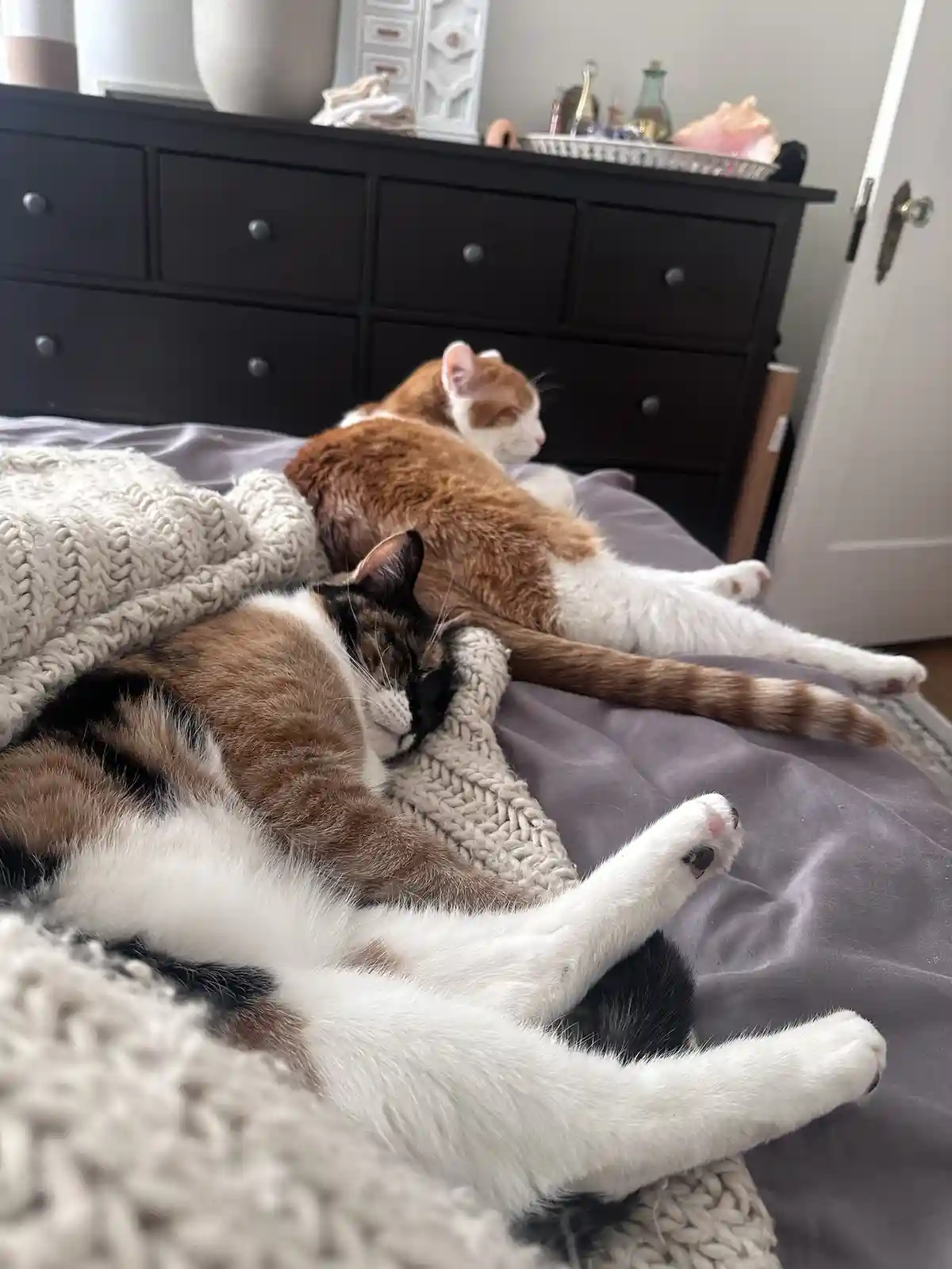 Two cats are sleeping peacefully on a bed with a grey comforter and a thick beige knit blanket. The cat in the foreground is…