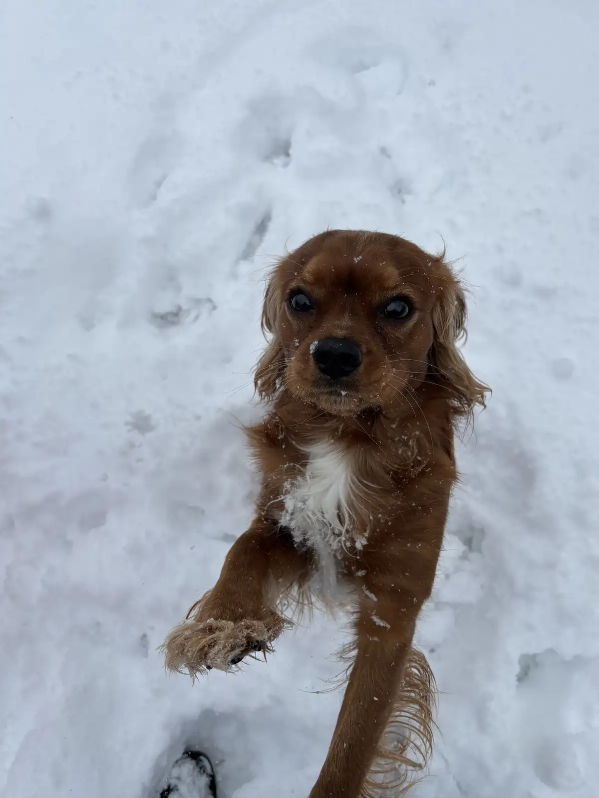 A small brown dog with a white chest stands in deep snow, looking up at the camera with one paw raised as if begging…
